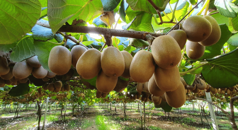kiwi in maturazione