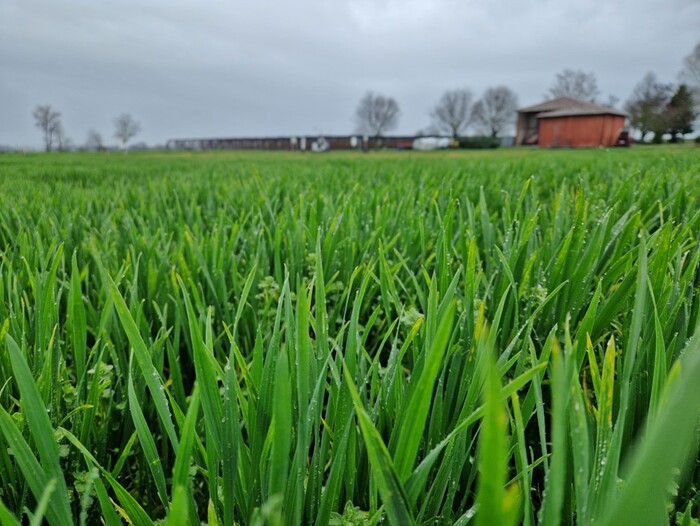 frumento presso il CER