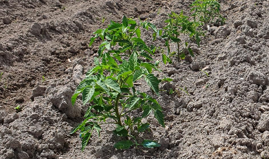 YaraVita BIONUE e YaraVita MAGPHOS per ripartenza orticole-frutticole
