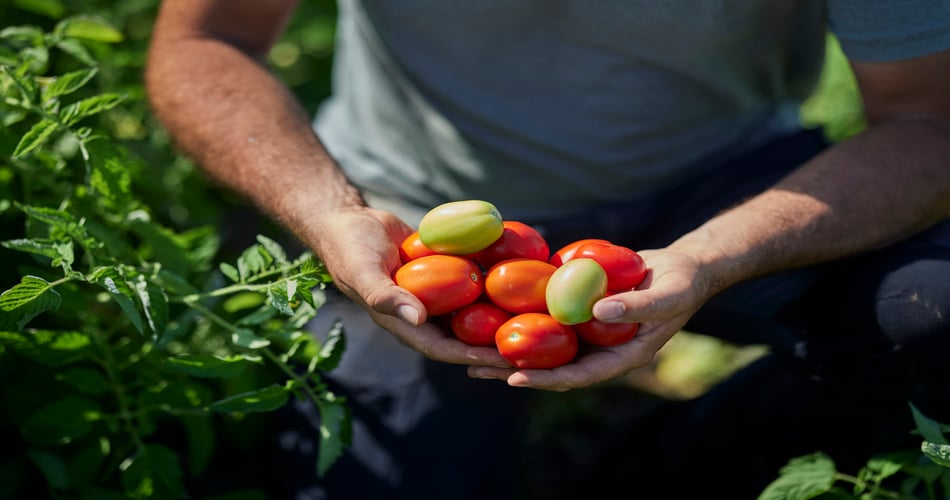 pomodoro da industria