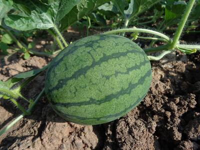 Scopri YaraVita AGRIPOTASH