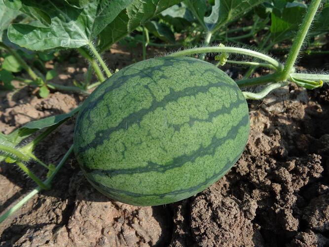 Scopri YaraVita AGRIPOTASH