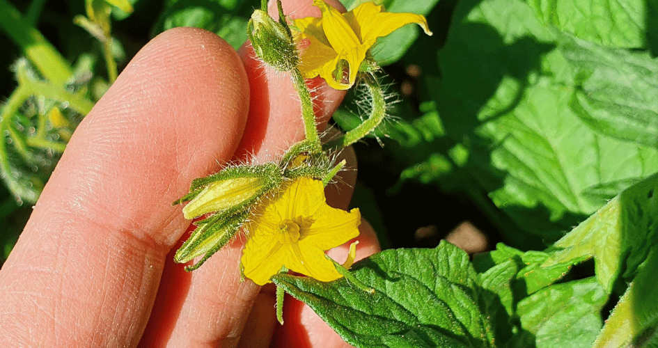 fioritura del pomodoro da industria