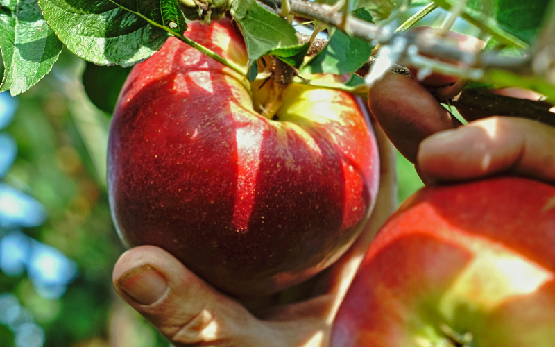 I prodotti YaraVita LIV sono appositamente dedicati all’agricoltura biologica
