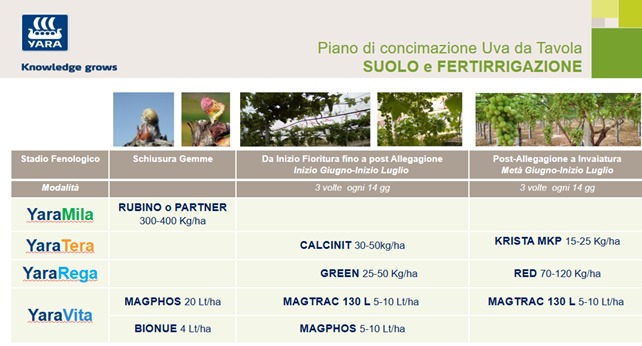 piano di concimazione al suolo e in fertirrigazione dell'uva da tavola