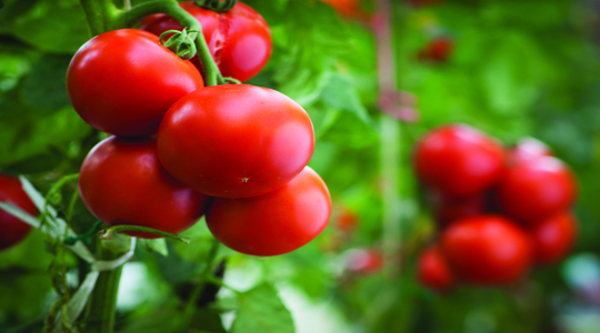 pomodori