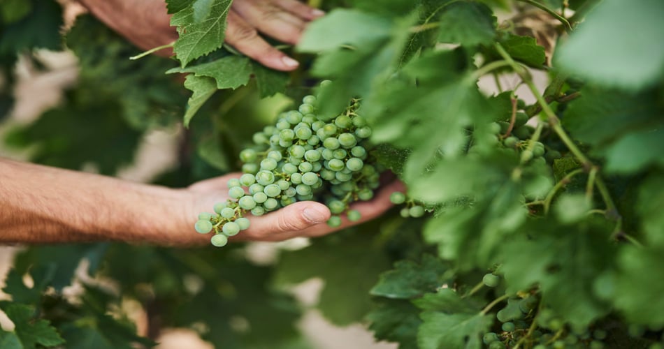 scopri YaraRega RED per uva da tavola