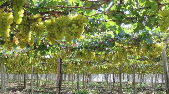 uva da tavola