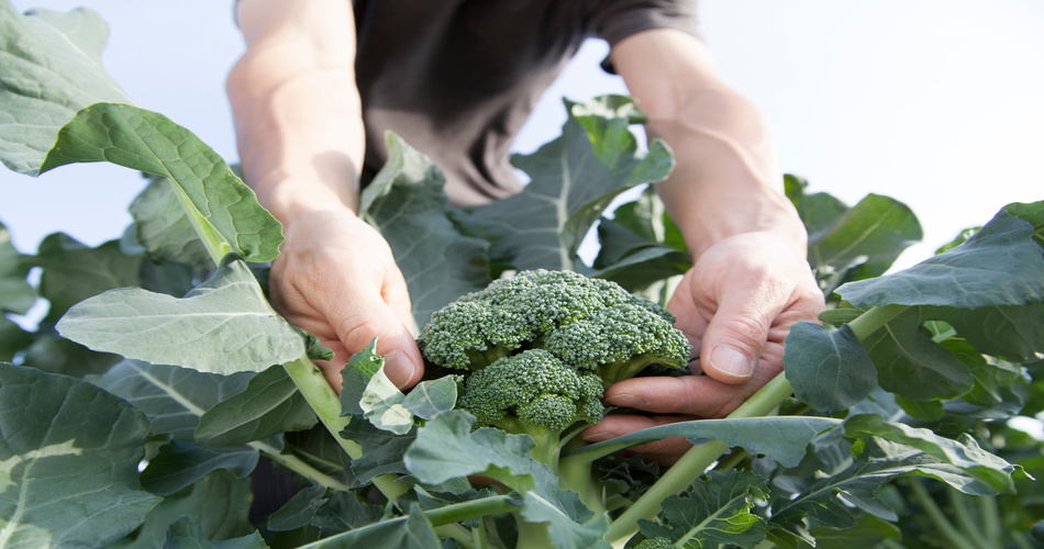 la fertirrigazione delle brassicaceae