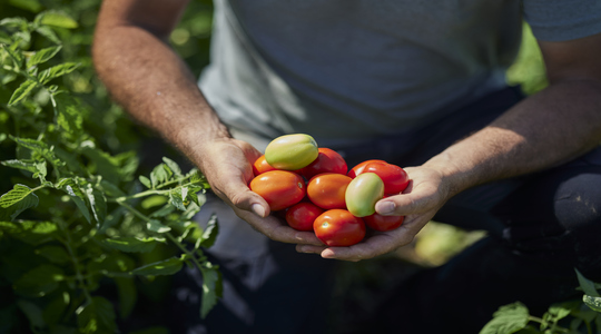 pomodoro da industria