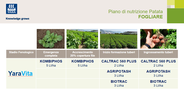 piano di concimazione fogliare della patata