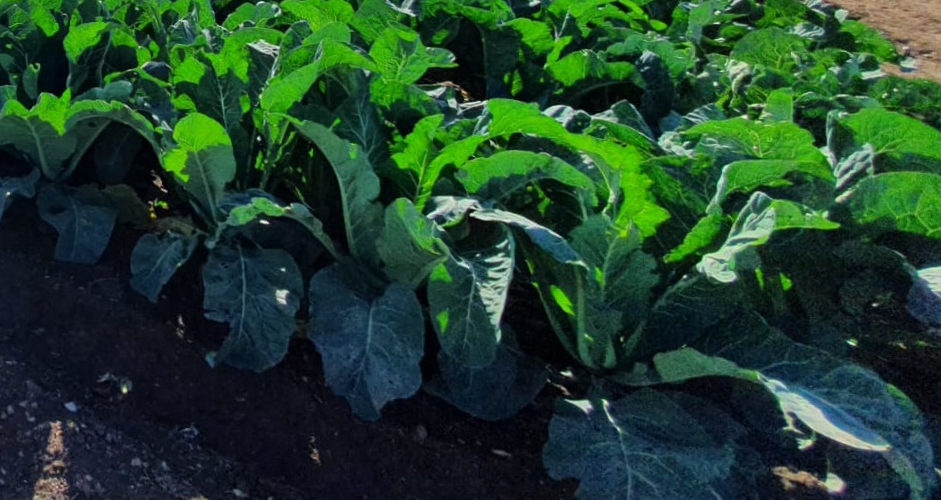 YaraVita MAGPHOS + YaraVita BIONUE per le brassicacee