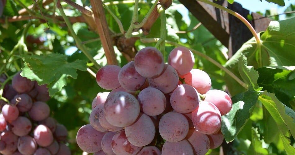 uva da tavola
