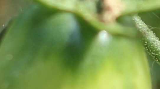 YaraTera CALCINIT per il pomodoro da industria