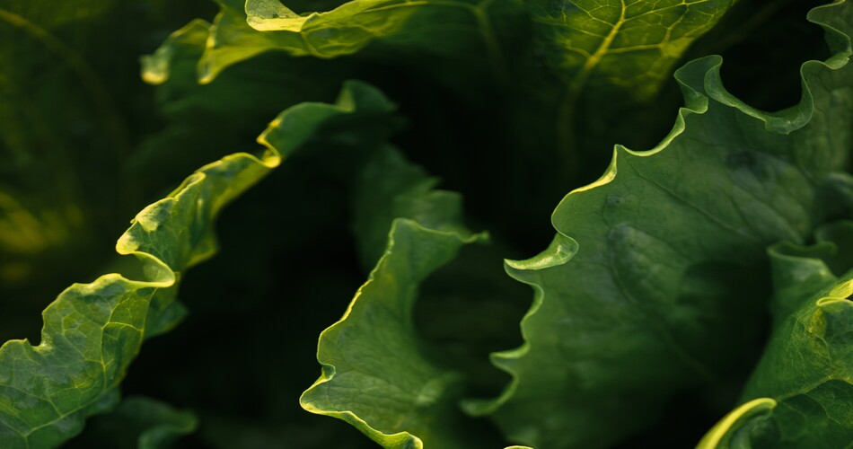 insalata