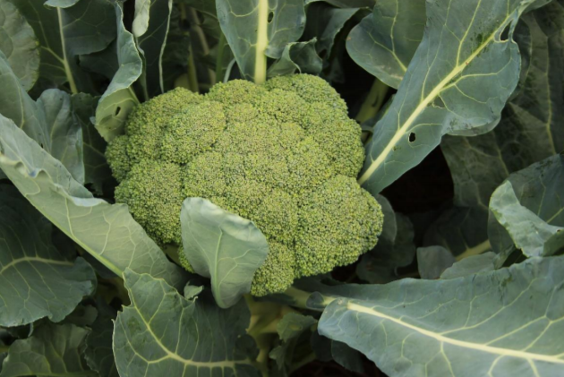 La fisiopatia del fusto cavo nelle Brassicacee