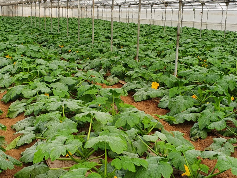 greenhouse vegetables