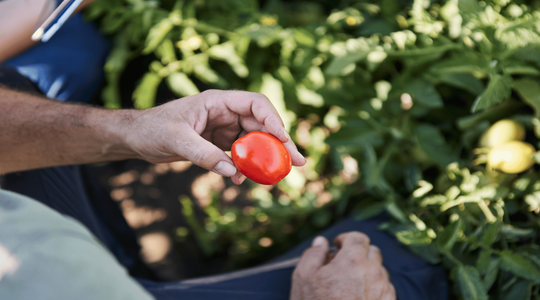 pomodoro di ottima qualità