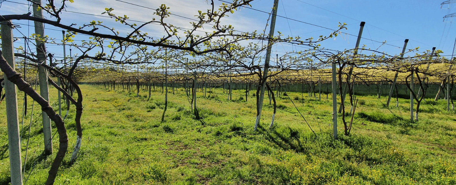 Concimazione della vite