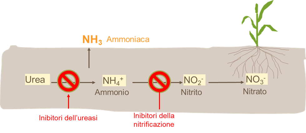 funzionamento inibitori