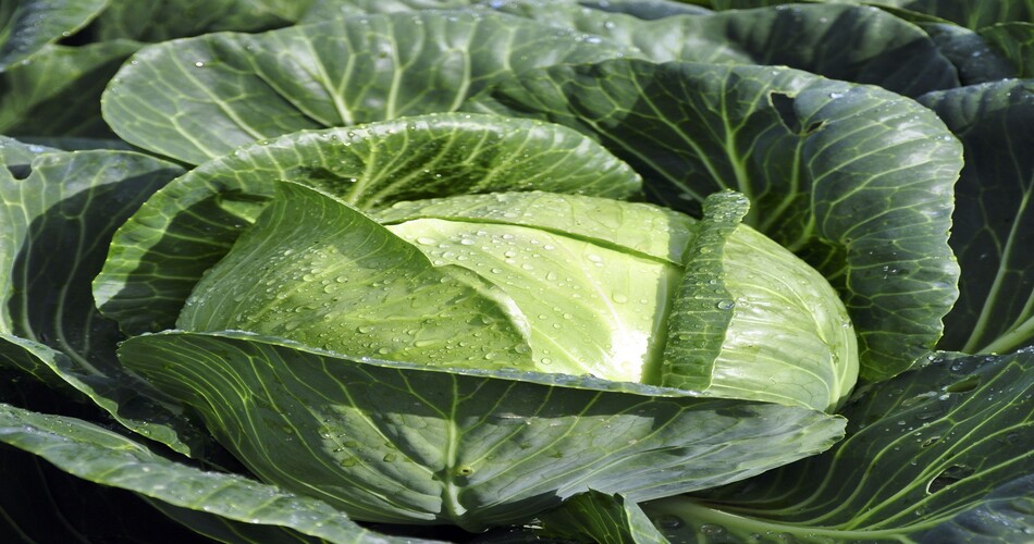 Il Calcio per le brassicacee