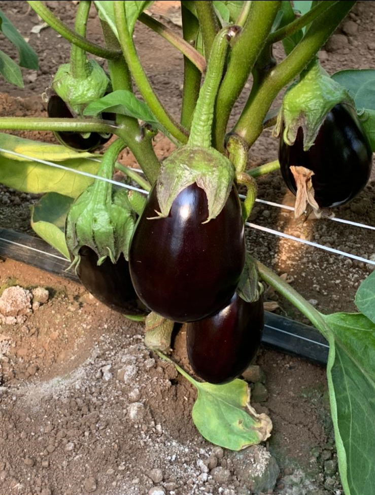 greenhouse aubergine