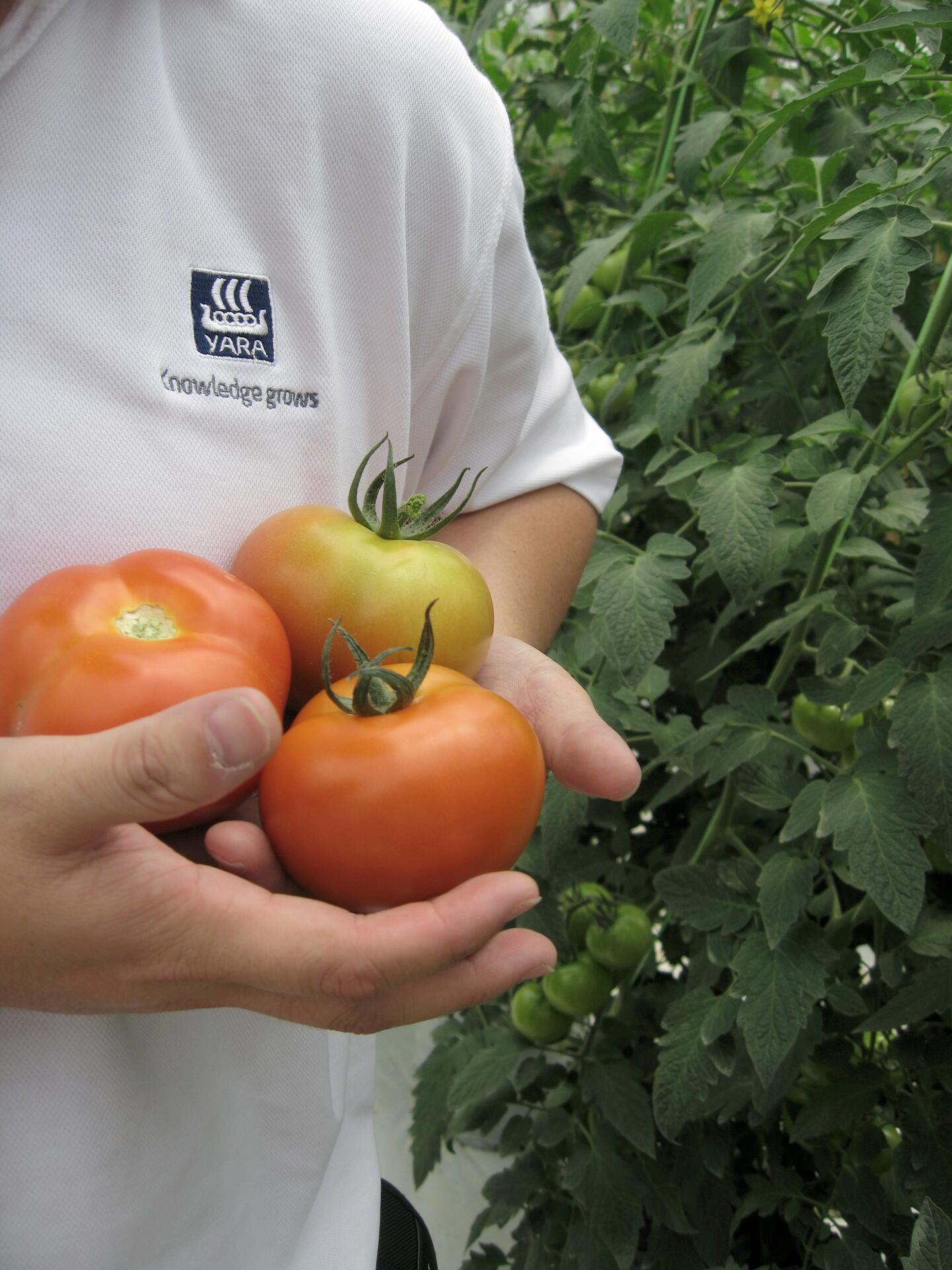il calcio per il pomodoro da industria