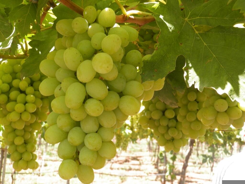 qualità per l'uva da tavola