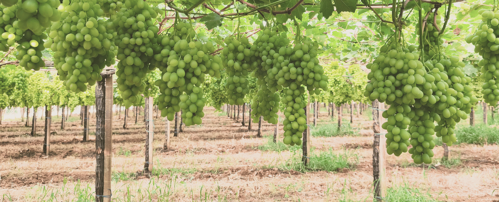 Concimazione delle frutticole