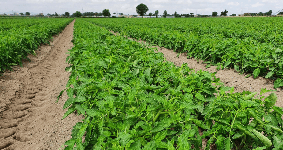 allegagione del pomodoro da industria