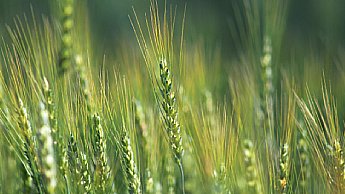 mantenimento_in_salute_del_frumento