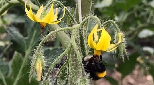 Fioritura e allegagione di orticole e frutticole 