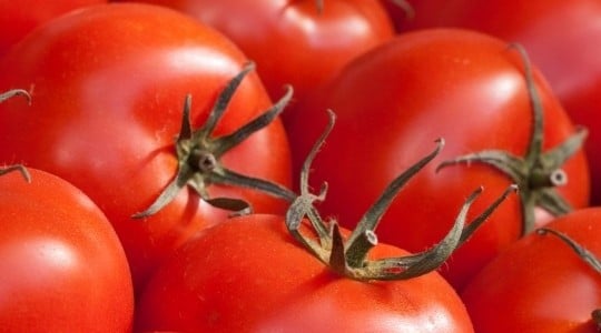Pomodoro da industria