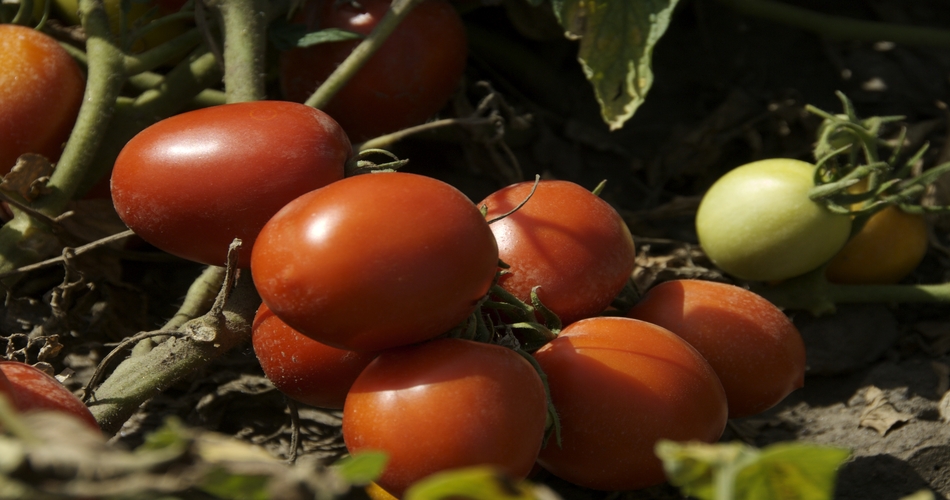 pomodoro da mensa