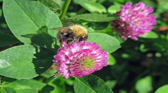 Come migliorare l’impollinazione del fiore 