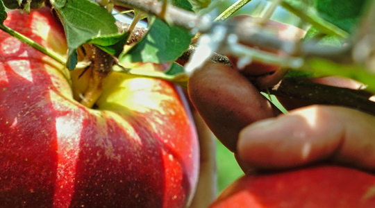 I prodotti YaraVita LIV sono appositamente dedicati all’agricoltura biologica