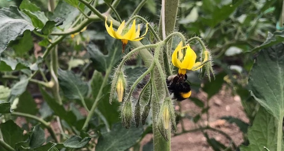 Fioritura e allegagione di orticole e frutticole 