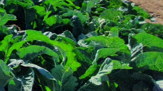 YaraVita MAGPHOS + YaraVita BIONUE per le brassicacee