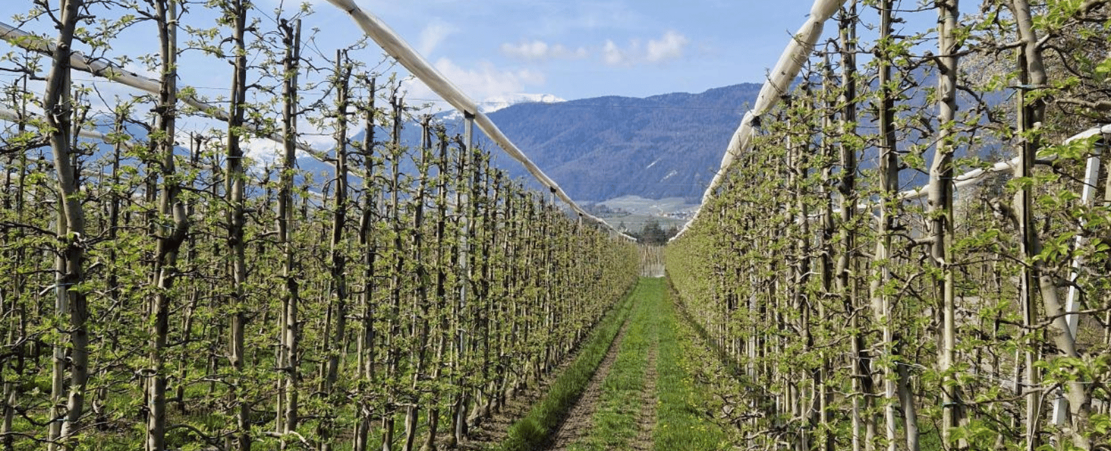 frutteto in germogliamento