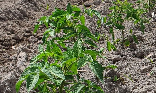 YaraVita BIONUE e YaraVita MAGPHOS per ripartenza orticole-frutticole
