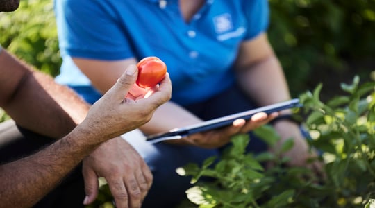 scopri YaraTera CALCINIT per il pomodoro da industria