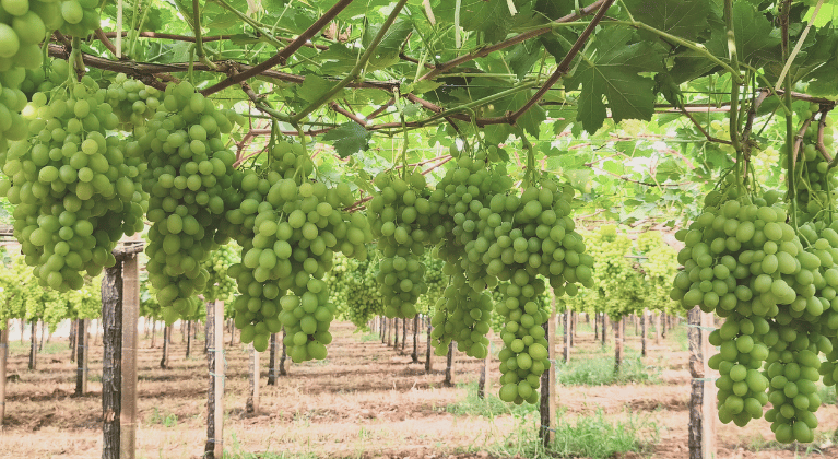 Concimazione delle frutticole