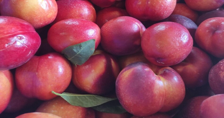 aumento della dimensione dei frutti nelle nettarine