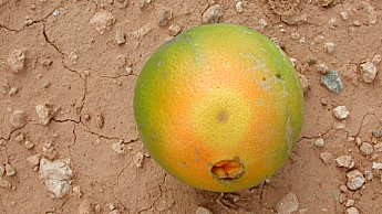 effetti sulla buccia della presenza di larve