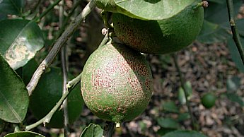 esempio di cocciniglia rossa