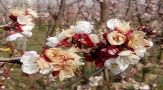 effetti delle gelate sulle frutticole