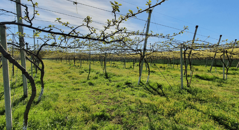 Concimazione della vite