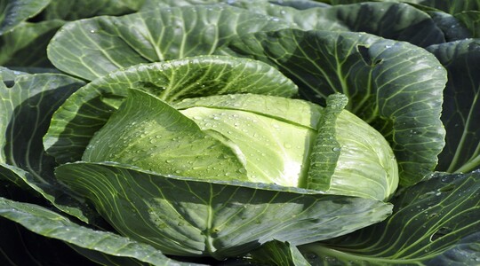 Il Calcio per le brassicacee