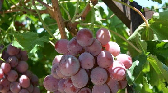 uva da tavola