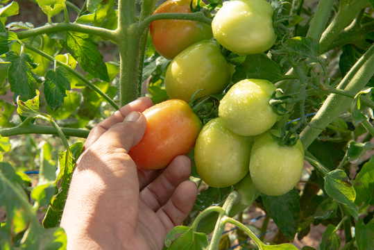 YaraRega GREEN per il pomodoro da industria